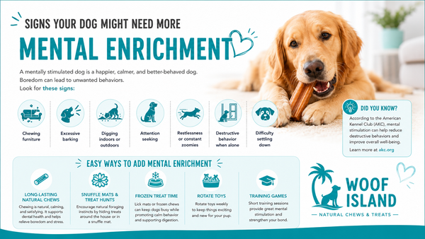 Signs Your Dog Might Need More Mental Enrichment