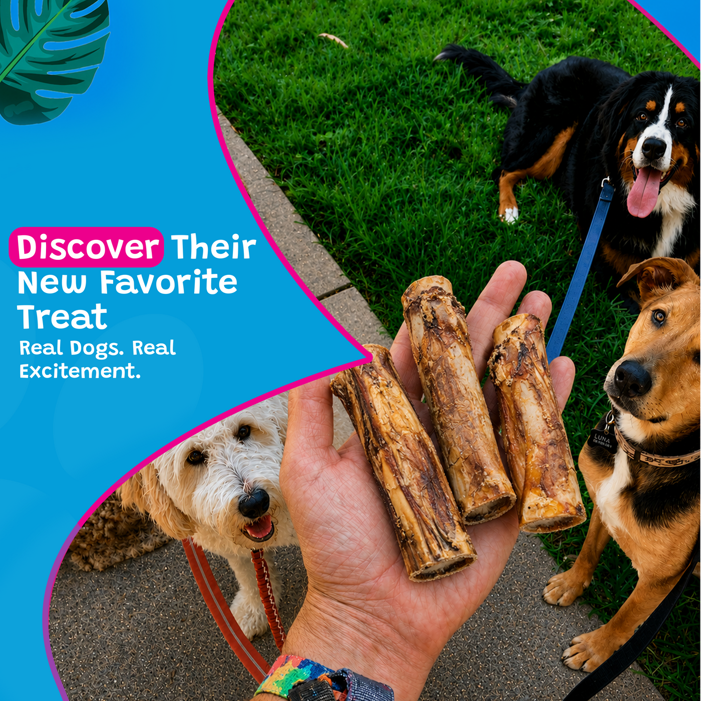 Woof Island Marrow Bone Dog Chew, Long-Lasting Natural Beef Bone for Aggressive Chewers 6 Inch