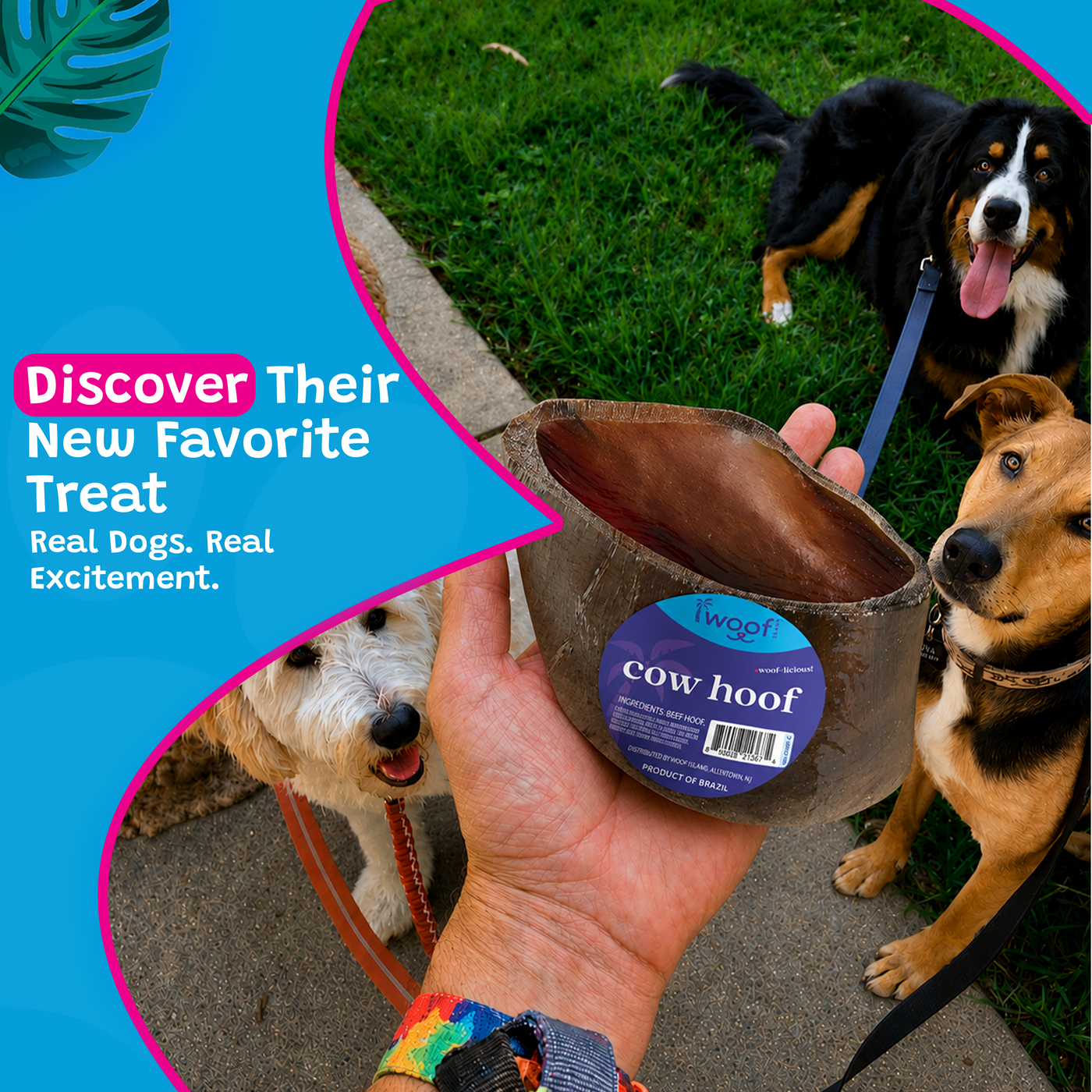 Woof Island Natural Cow Hoof No Filling, Extra Tough Long-Lasting Natural Dog Chew for Aggressive Chewers