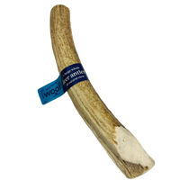 Extra Large Whole  Deer Antler