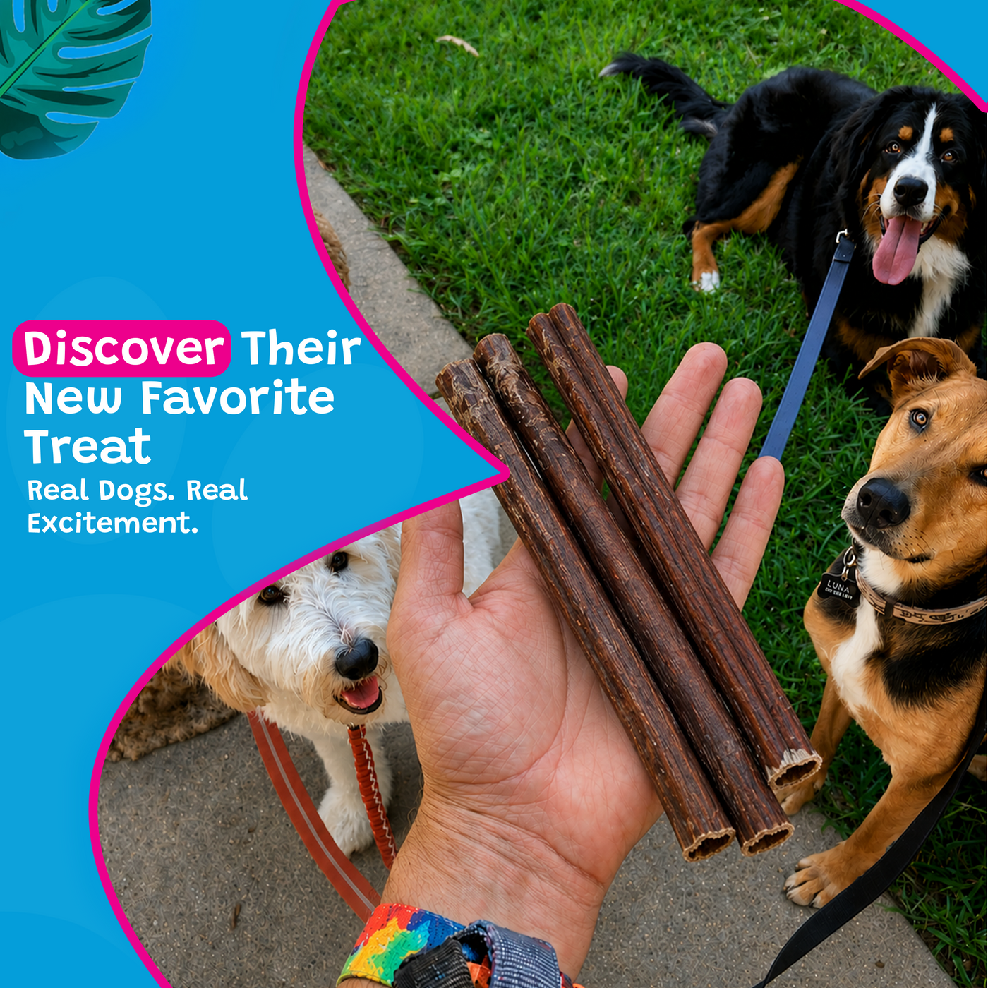 Woof Island Jumbo Beef Bully Stick, Thick Odor-Free All Natural Single Ingredient Dog Chew for Aggressive Chewers 12 Inch