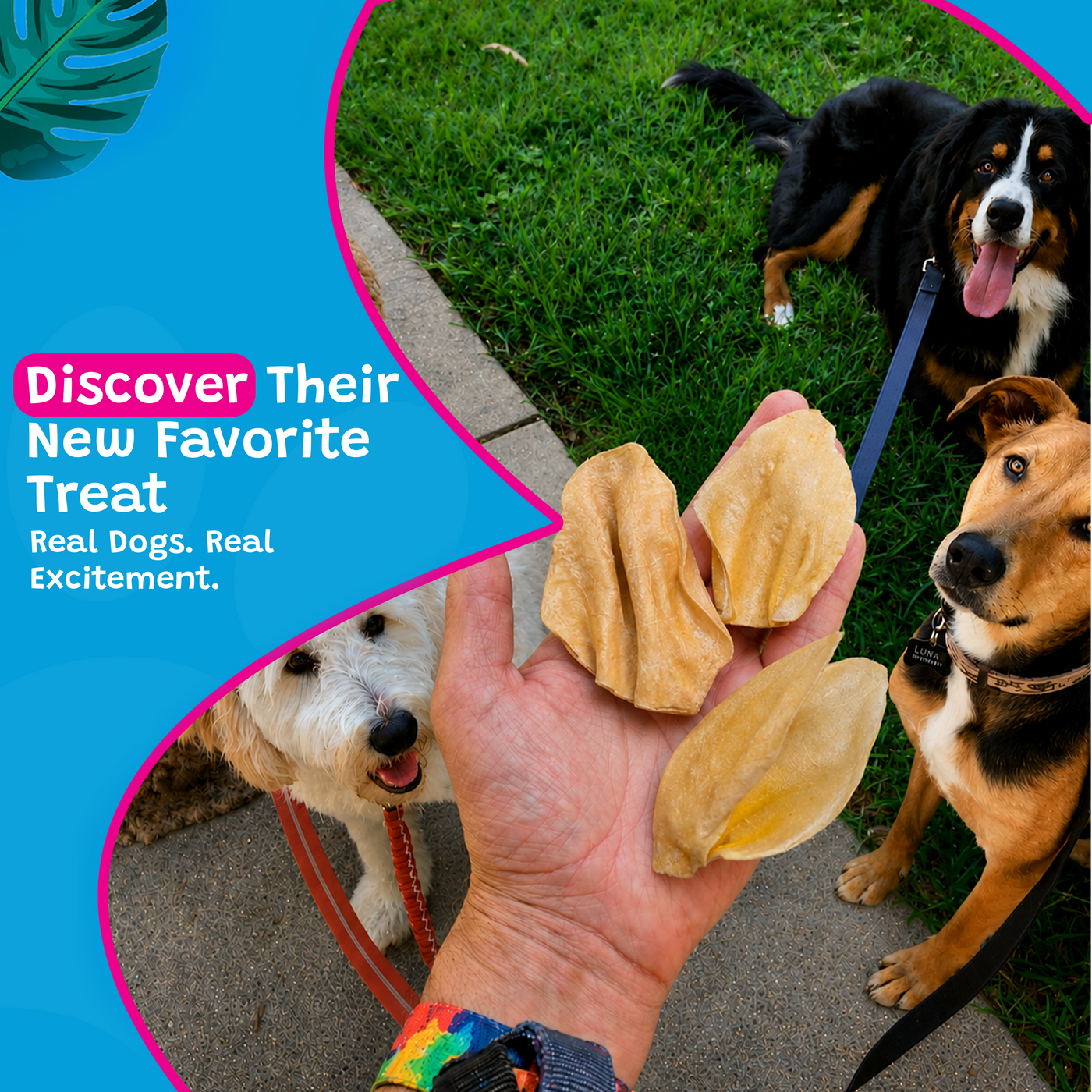Woof Island Natural Cow Ear Dog Chew, Low-Fat Crunchy Pig Ear Alternative for Dogs