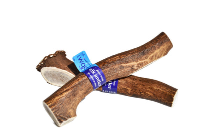 Elk Antler (Giant)