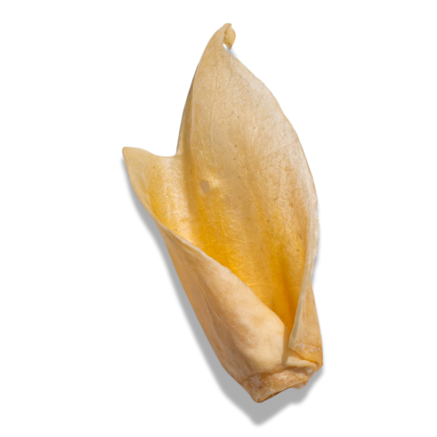 Natural Cow Ear Dog Chews – Low-Fat & Crunchy Pig Ear Alternative