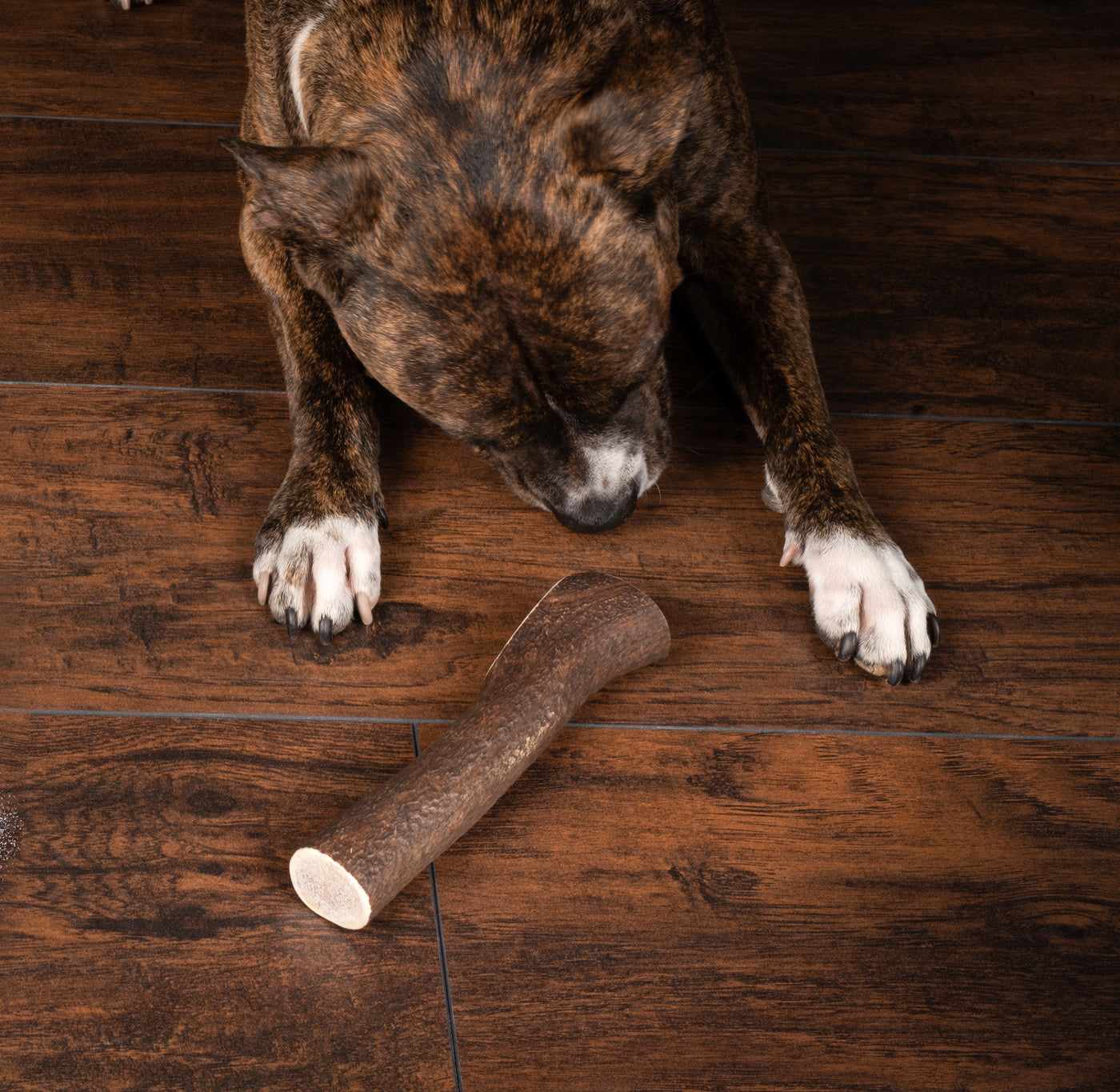 Jumbo Premium Elk Antler Dog Treat – 100% Natural & Odor-Free
