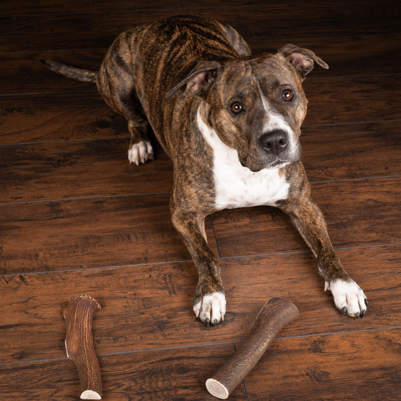 Jumbo Premium Elk Antler Dog Treat – 100% Natural & Odor-Free
