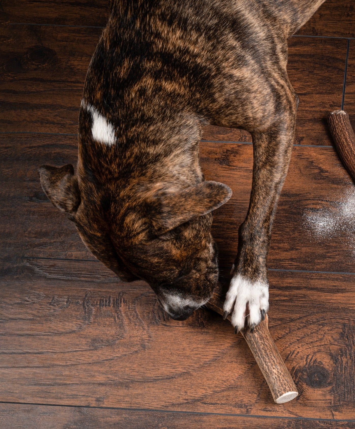Jumbo Premium Elk Antler Dog Treat – 100% Natural & Odor-Free