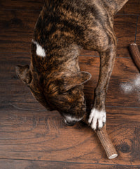 Jumbo Premium Elk Antler Dog Treat – 100% Natural & Odor-Free