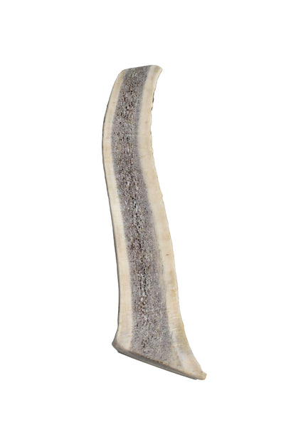 Elk Antler (Medium)