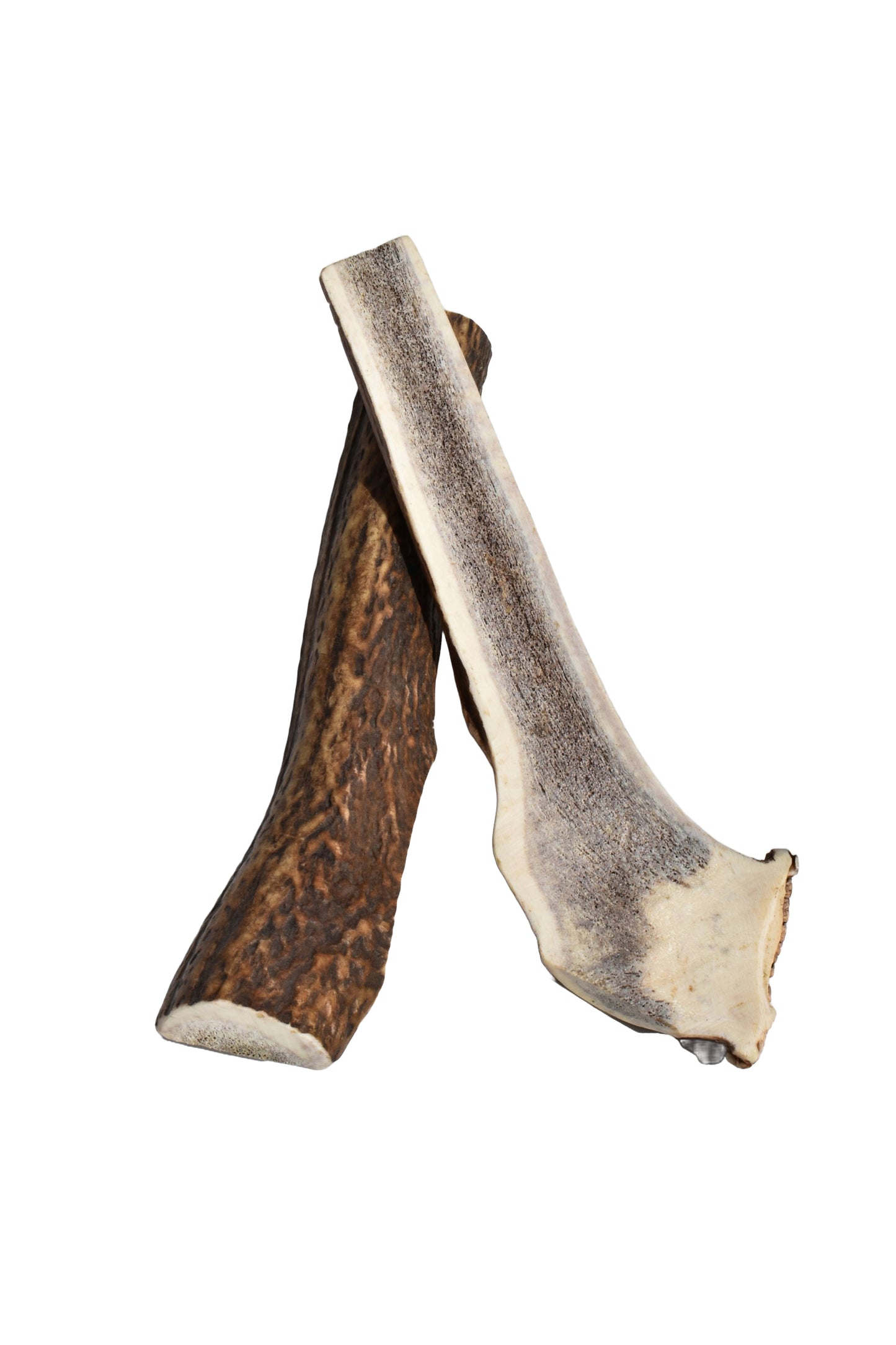 Elk Antler (X-Large)