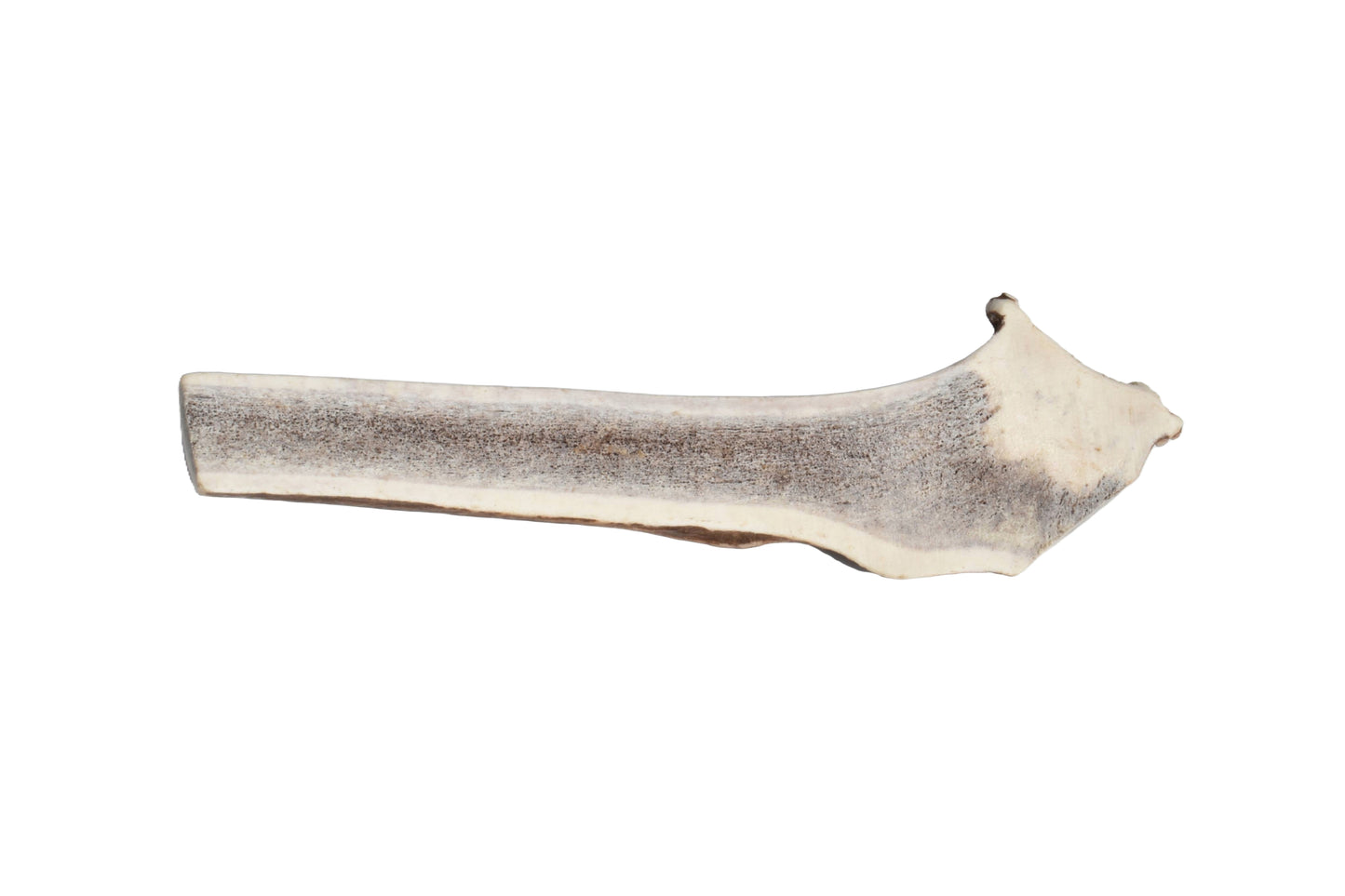 Elk Antler (X-Large)