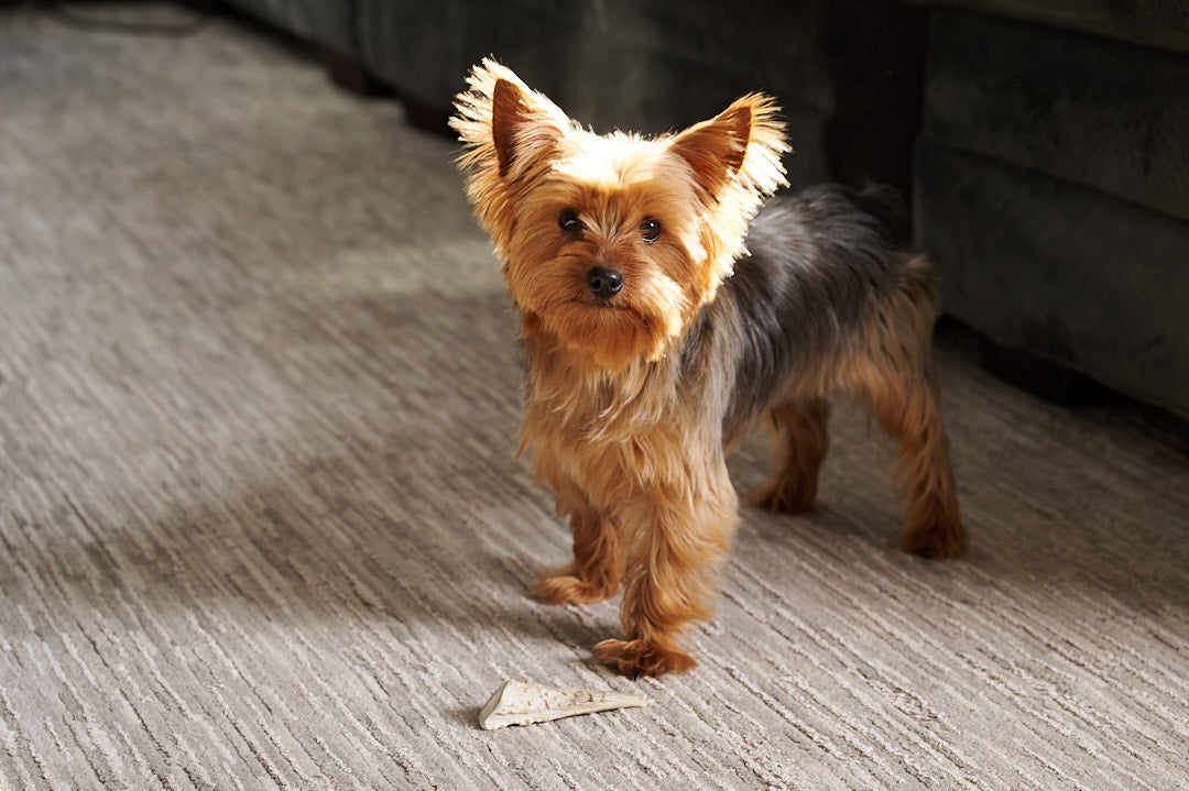 Small Elk Antler for Dogs – Long-Lasting Chew for Puppies & Small Breeds