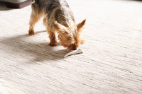 Small Elk Antler for Dogs – Long-Lasting Chew for Puppies & Small Breeds