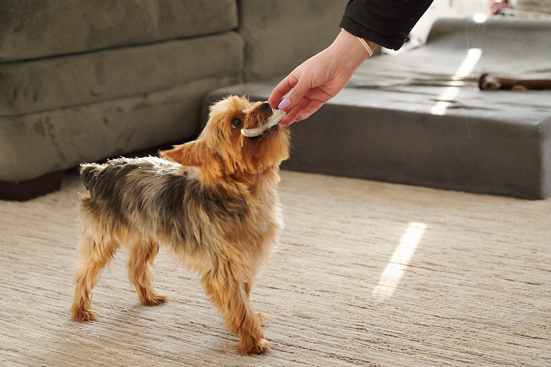 Small Elk Antler for Dogs – Long-Lasting Chew for Puppies & Small Breeds
