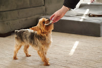 Small Elk Antler for Dogs – Long-Lasting Chew for Puppies & Small Breeds