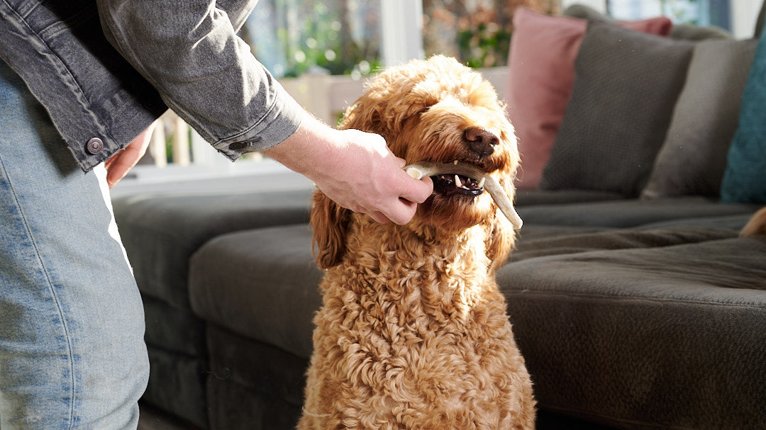 Medium Elk Antler Chew – Durable Natural Treat for Dogs