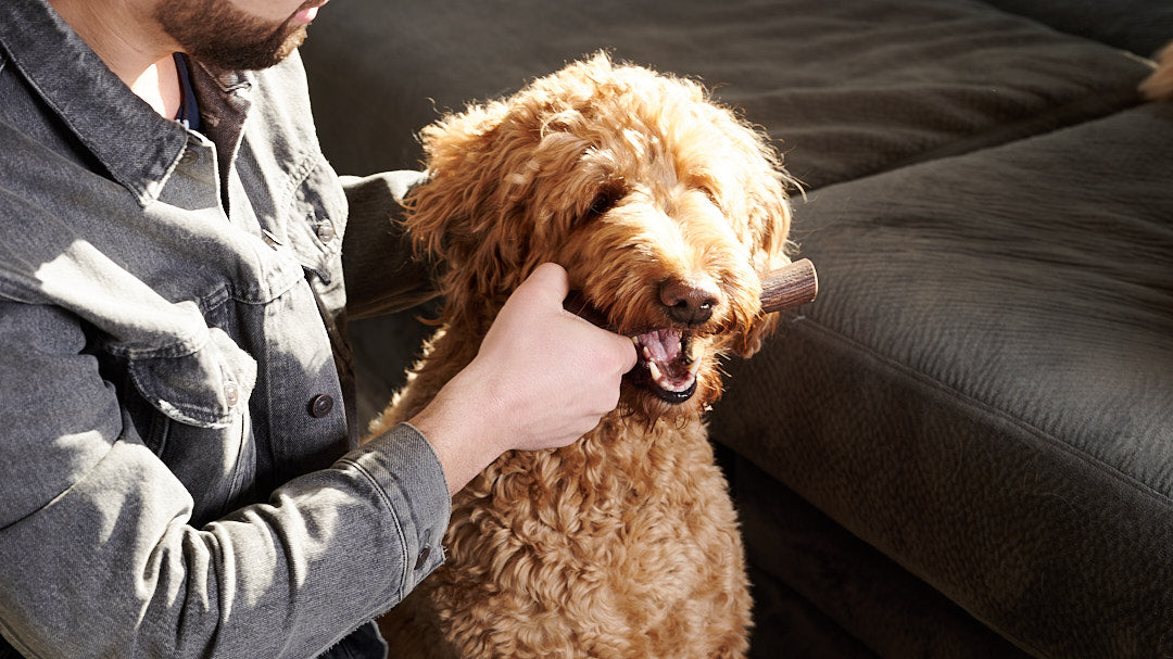 Medium Elk Antler Chew – Durable Natural Treat for Dogs