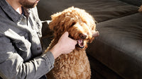 Medium Elk Antler Chew – Durable Natural Treat for Dogs