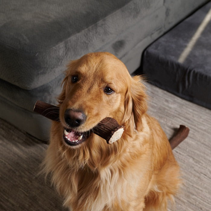 Large Elk Antler Chew for Dogs – Natural, Long-Lasting & Odor-Free