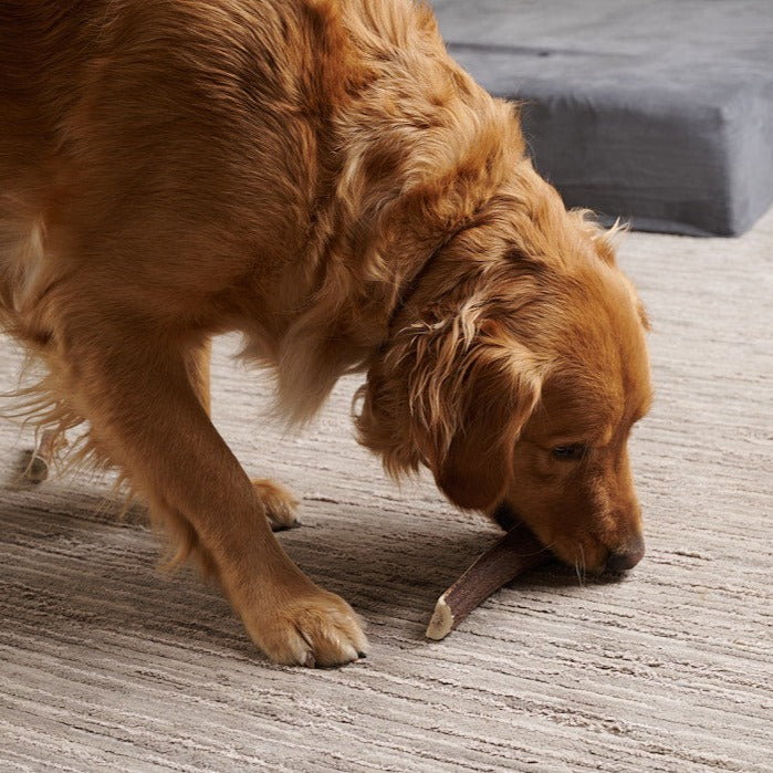 Premium X-Large Elk Antler Dog Treat – Long Lasting Natural Chew - Whole or Split