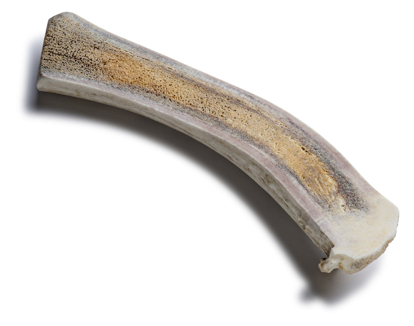 Medium Deer Antler Chews | Whole & Split | Grade A Natural Shed