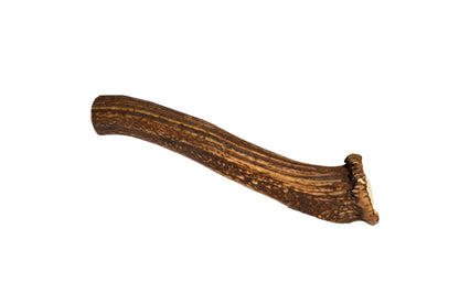 Elk Antler (Giant)