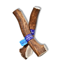 Jumbo Premium Elk Antler Dog Treat – 100% Natural & Odor-Free